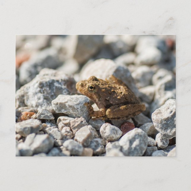 Blanchards Cricket Frog Vykort (Framsida)