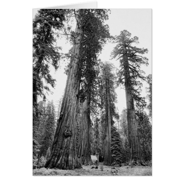 Bland gågkorten hälsningskort (Framsidan)