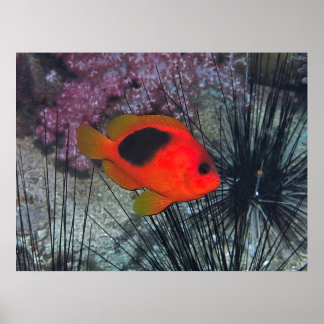 Bland Urchins Poster (Framsidan)