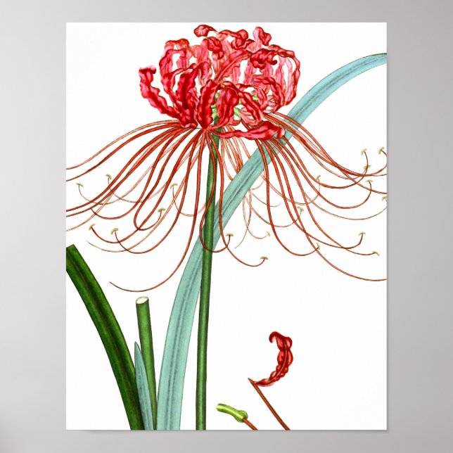 Blanda Flora 601 skriv ut #2 Red Spider Lily-blomm Poster (Framsidan)
