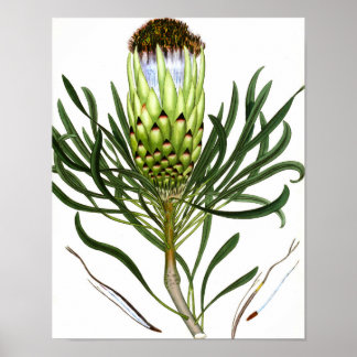 Blanda Flora 601 utskrift 1 Vintage botaniskt kons Poster