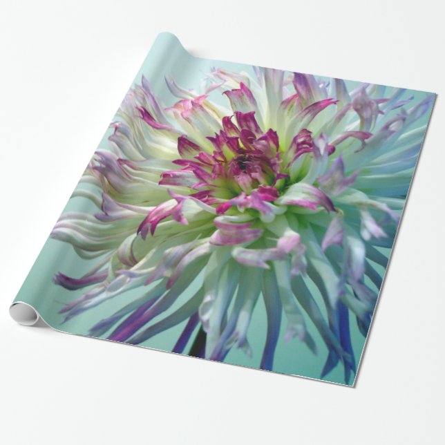 Blända mig, Dahlia! Presentpapper (Utrullad)