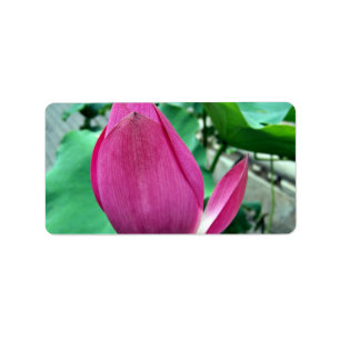 Blända rosa lotusblommablomma adressetikett