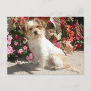 Blandad Terrier Ras Räddnings Hund Vykort