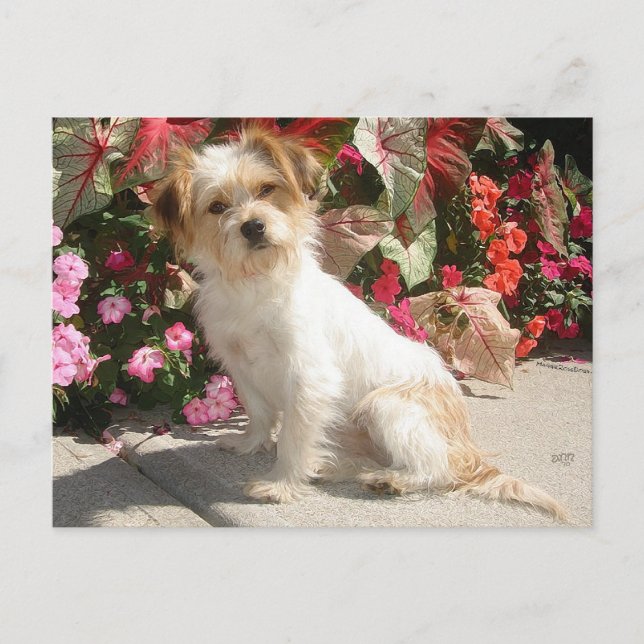 Blandad Terrier Ras Räddnings Hund Vykort (Framsida)