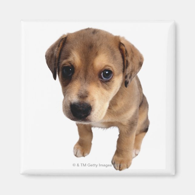 Blandad valp magnet (Framsidan)