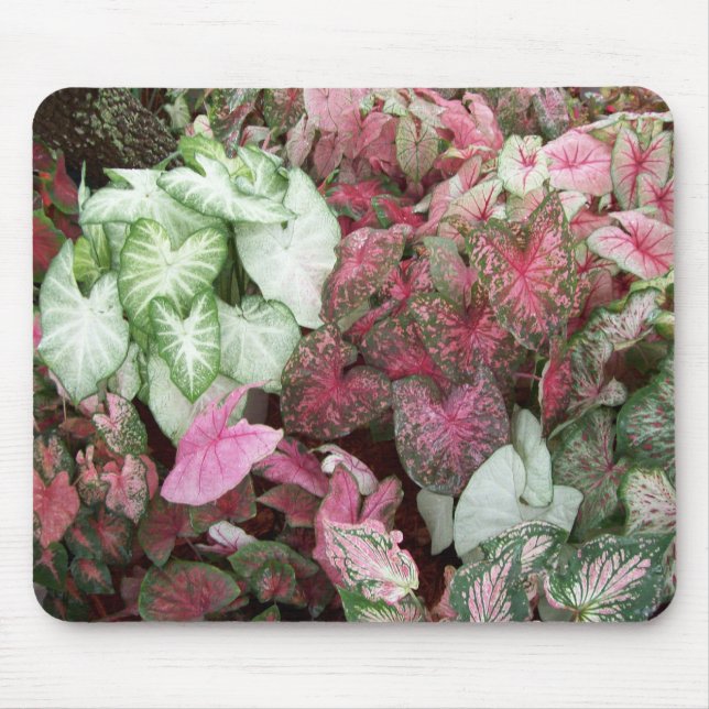 Blandade Caladiums Musmatta (Framsidan)