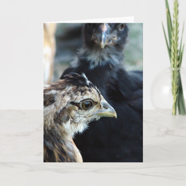 Blandade Chickar av barnyard Kort (Framsida)