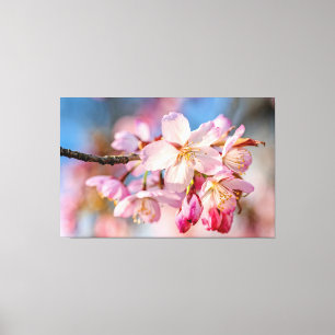 Bländande Sakura-blommor. Beige och blå bakgrund Canvastryck