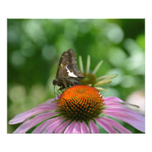 BLANDAR UT FOTOAVTRYCK