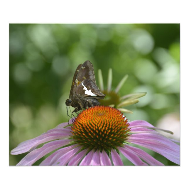 BLANDAR UT FOTOAVTRYCK FOTOTRYCK (Framsidan)