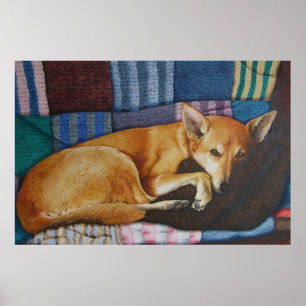 blandras av labrador german shepherd poster