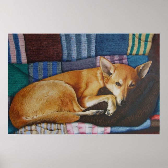 blandras av labrador german shepherd poster (Framsidan)