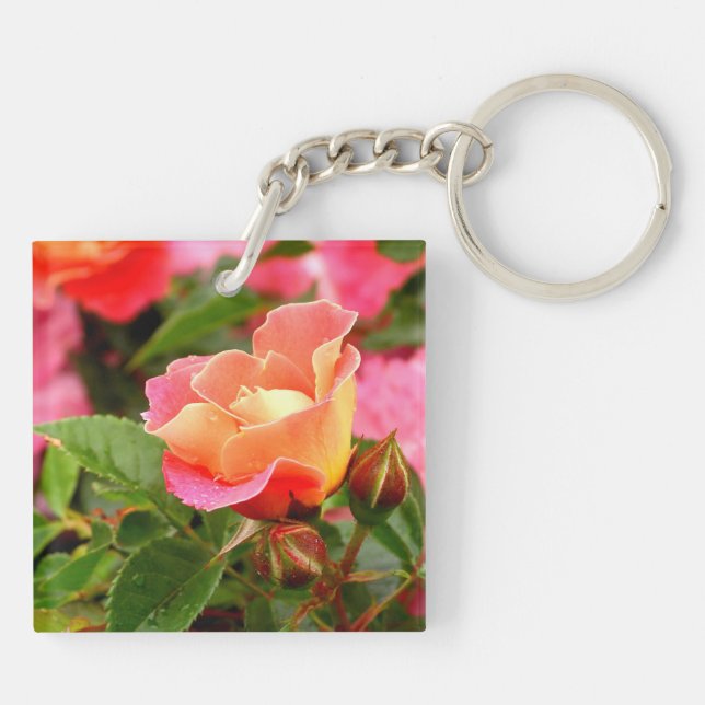 Blåning av Rosa och Orange Ro Bud (Baksidan)