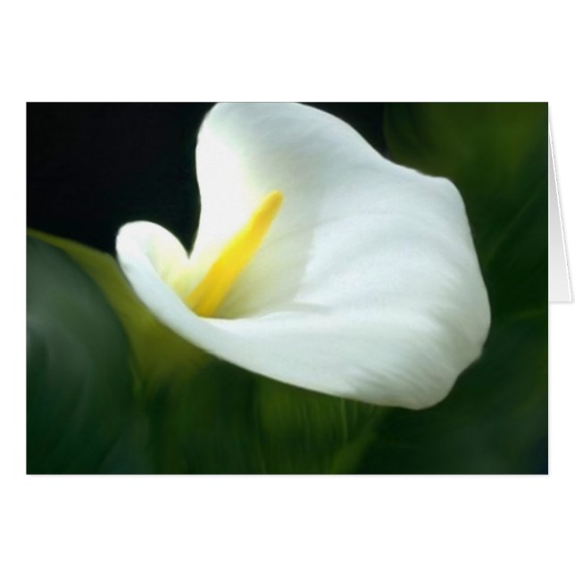 Blank Calla Lily-kort Hälsningskort (Framsidan Horizontal)