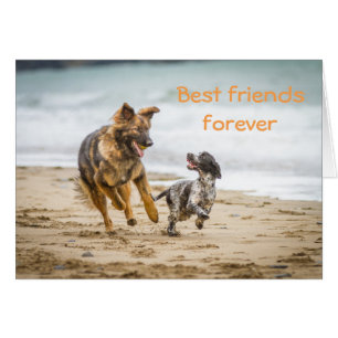 Blank Card German Shepherd Hund och Cockerspaniel Hälsningskort