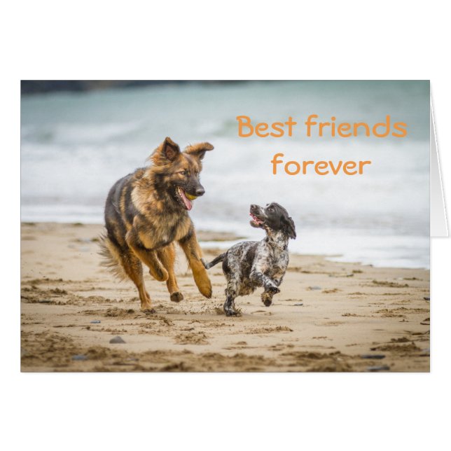 Blank Card German Shepherd Hund och Cockerspaniel Hälsningskort (Framsidan Horizontal)