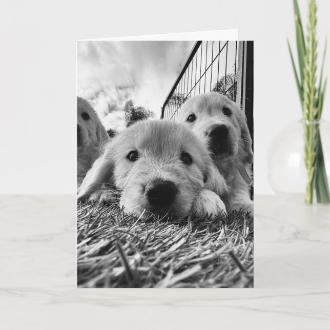 Blank card with puppies kort (Framsida)