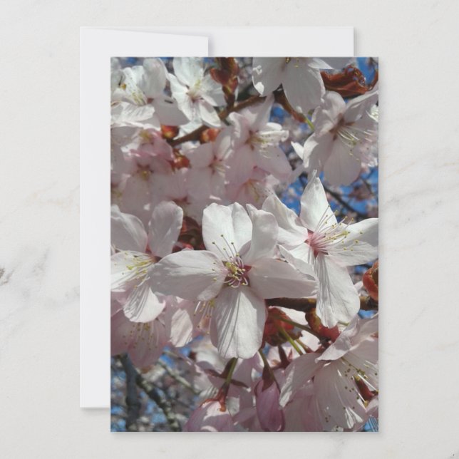 Blank Cherry Blommar Sakura Träd Card (Framsida)