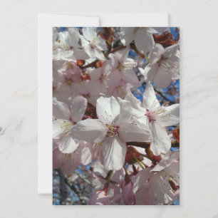 Blank Cherry Blommar Sakura Träd Card