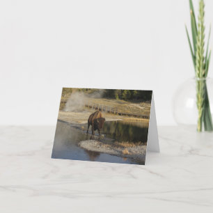 Blank insida Bison Yellowstone Wildlife Natature Kort