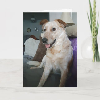 Blank insida Röd Heeler / Australian Cattle Dog Ca Kort