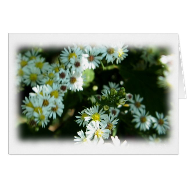 Blanka anteckningskort för vildens Daisy Fleabane  OBS Kort (Framsidan Horizontal)