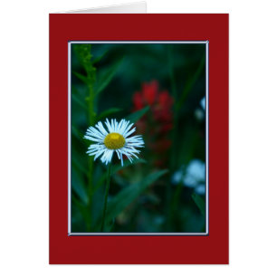 Blanka insidan, vit Daisy Wildblomma Hälsningskort
