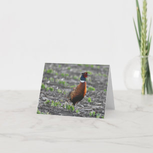 Blanka notecard med Ring-haltig fasan Tack Kort