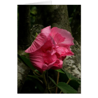 Blanka Vindens Rosa Flower OBS Kort