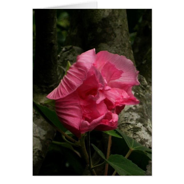 Blanka Vindens Rosa Flower OBS Kort (Framsidan)
