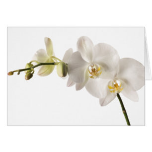 Blanka vita Dendrobium orchid Flower Spray-Blommig Hälsningskort