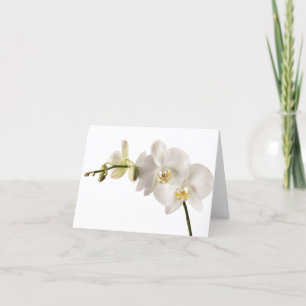 Blanka vita Dendrobium orchid Flower Spray-Blommig Kort