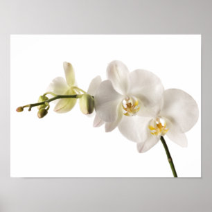 Blanka vita Dendrobium orchid Flower Spray-Blommig Poster