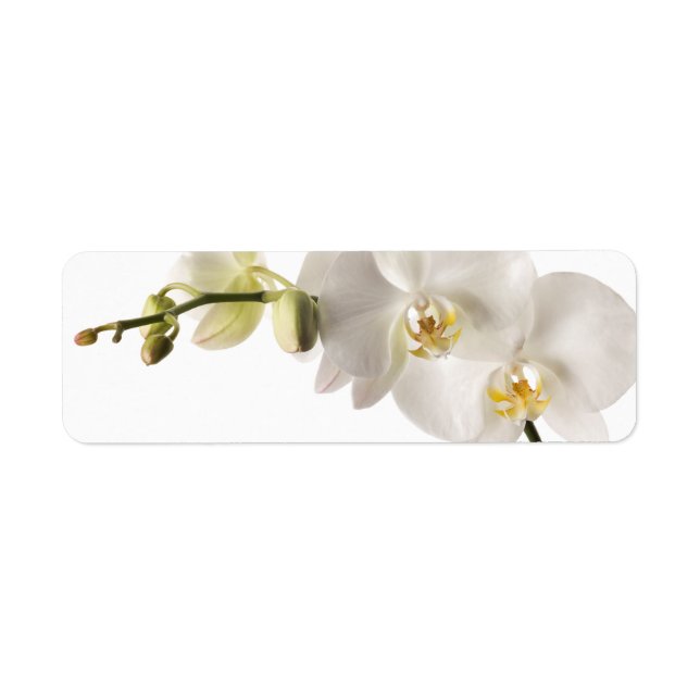 Blanka vita Dendrobium orchid Flower Spray-Blommig Returadress Etikett (Framsidan)