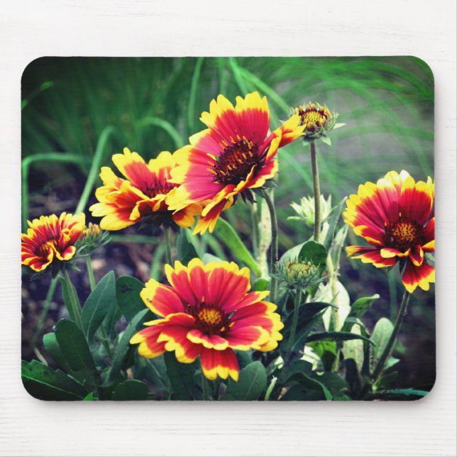 Blanket Daisy Flowers  Musmatta (Framsidan)
