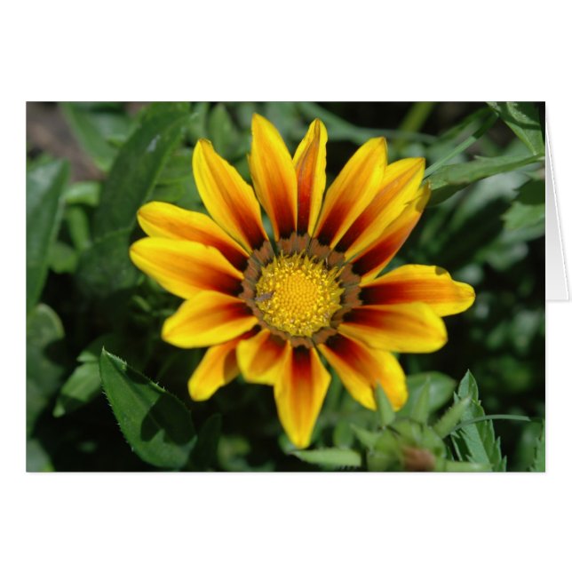 Blanketrokort Hälsningskort (Framsidan Horizontal)