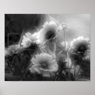Blankett Flower Black White Photo Print Poster