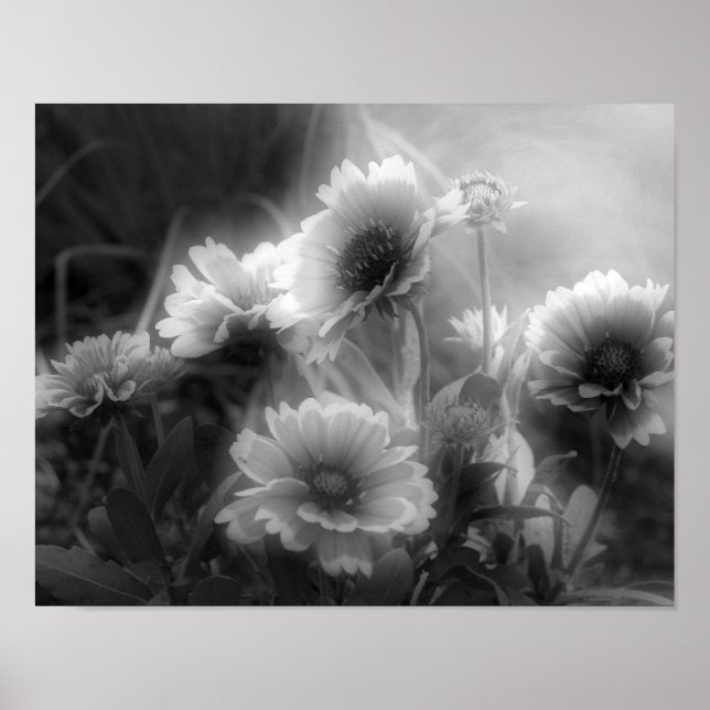 Blankett Flower Black White Photo Print Poster (Framsidan)