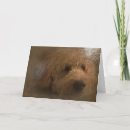 Blankett för goldendoodle kort