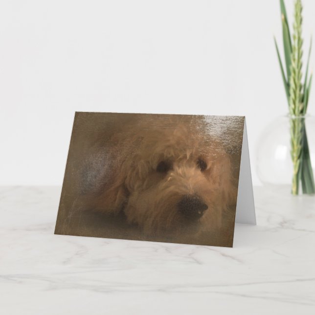 Blankett för goldendoodle kort (Framsida)