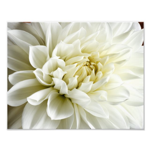 Blankett för vit Dahlia Sepia Dahlia Closeup Fototryck (Framsidan)