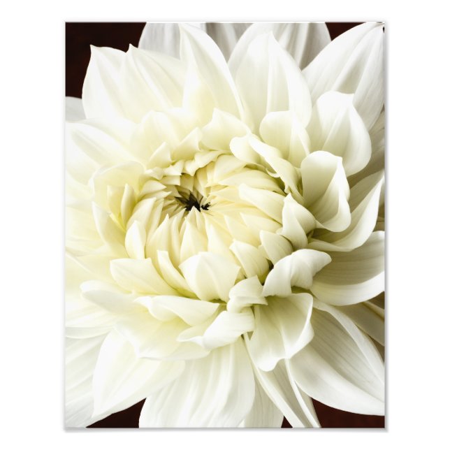 Blankett för vit Dahlia Sepia Dahlia Closeup Fototryck (Framsidan)