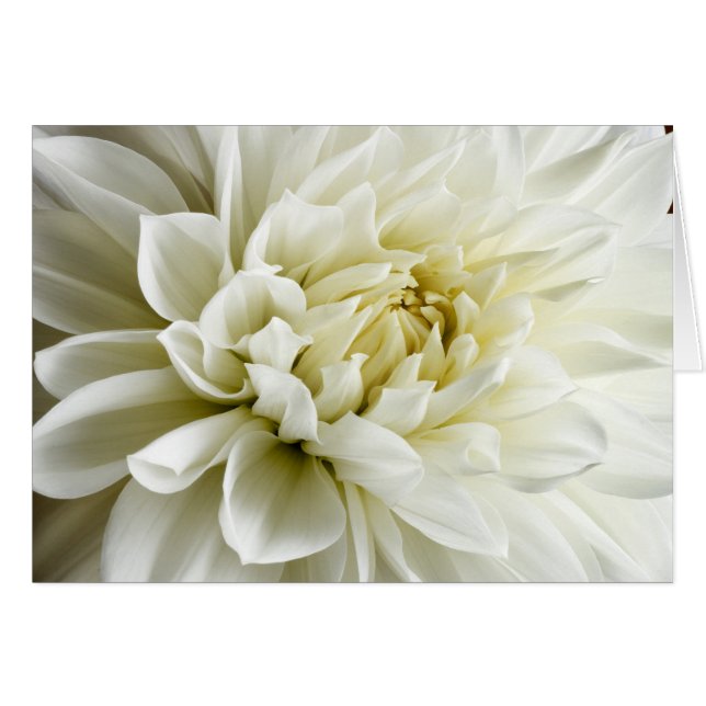 Blankett för vit Dahlia Sepia Dahlia Closeup OBS Kort (Framsidan Horizontal)