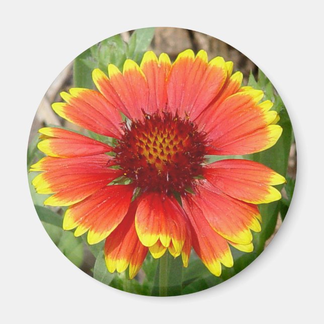 Blankettstreck Magnet (Framsidan)