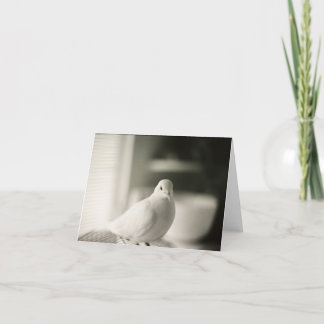 Blankkort för duva kort