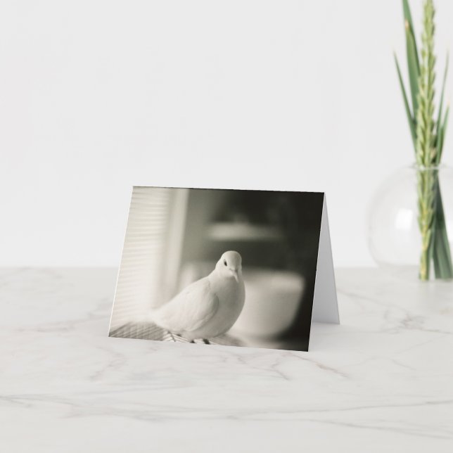 Blankkort för duva kort (Framsida)
