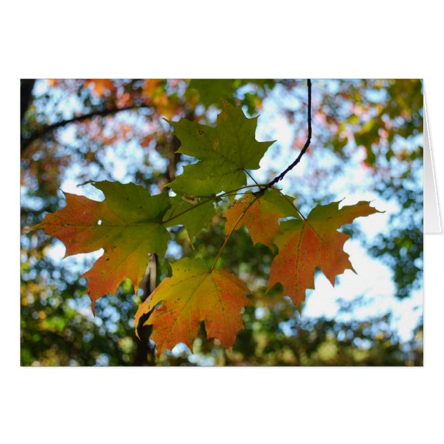 Blankkort för kapsel Löv Hälsningskort (Framsidan Horizontal)