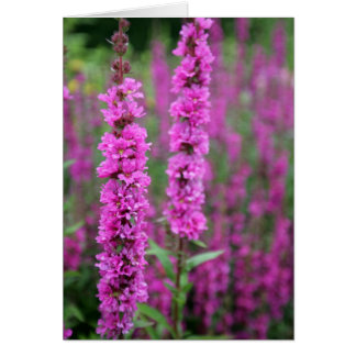 Blankkort för rosa blommor hälsningskort