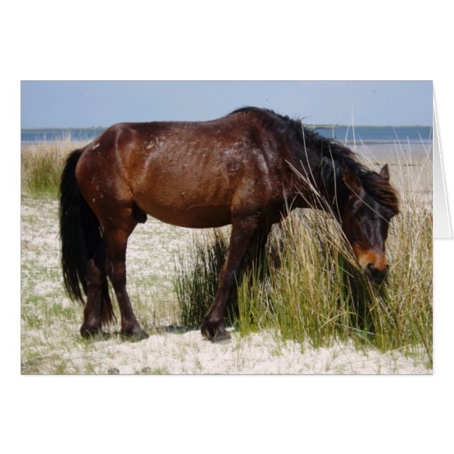 Blankkort för Shackleford Banks Vild Hälsningskort (Framsidan Horizontal)